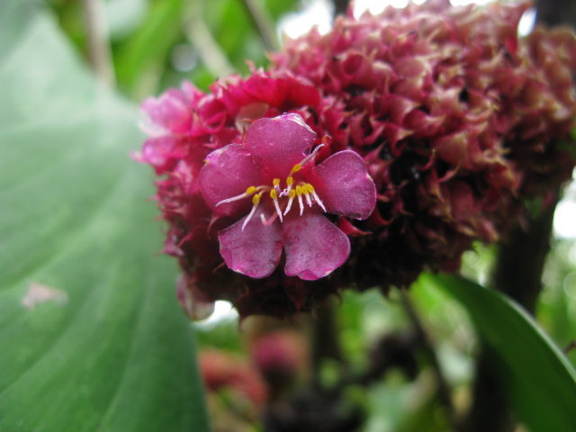 Medinilla species – Philippines
