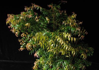 Native Trees and Shrubs – Philippines
